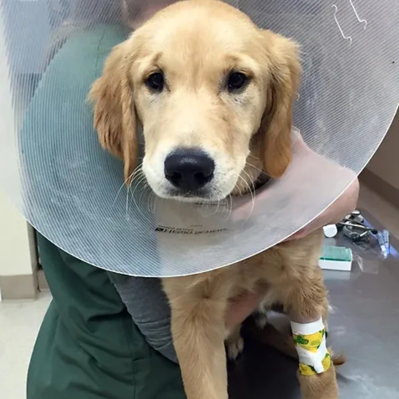 A dog wearing collar after surgery