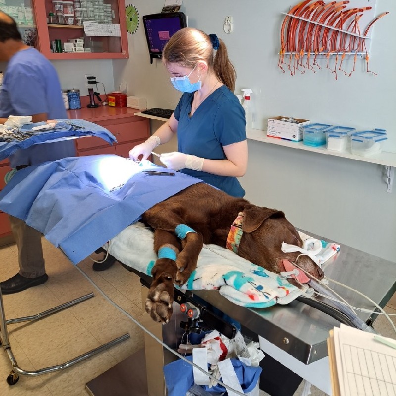 A vet performing surgery on a dog