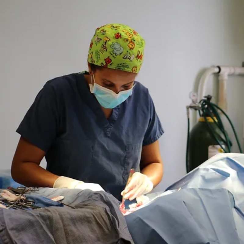 A vet performing surgery on a pet