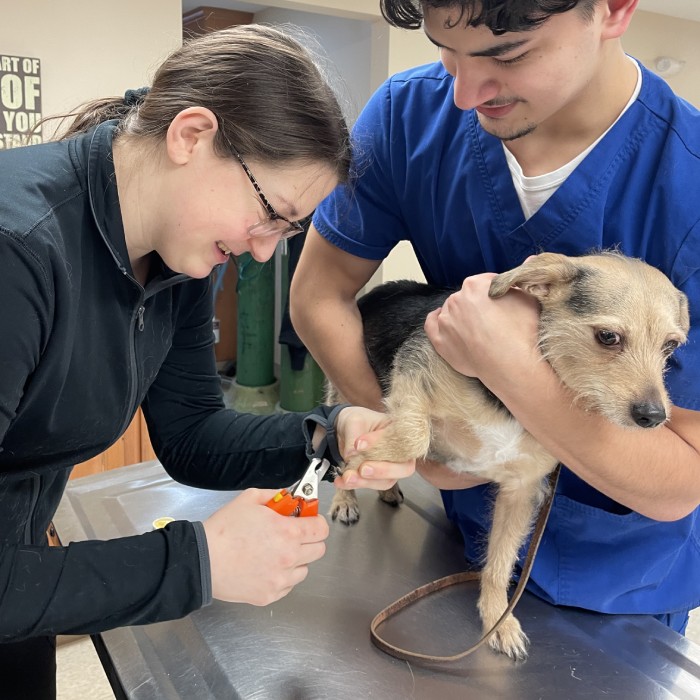 A vet trimming a dog's nail