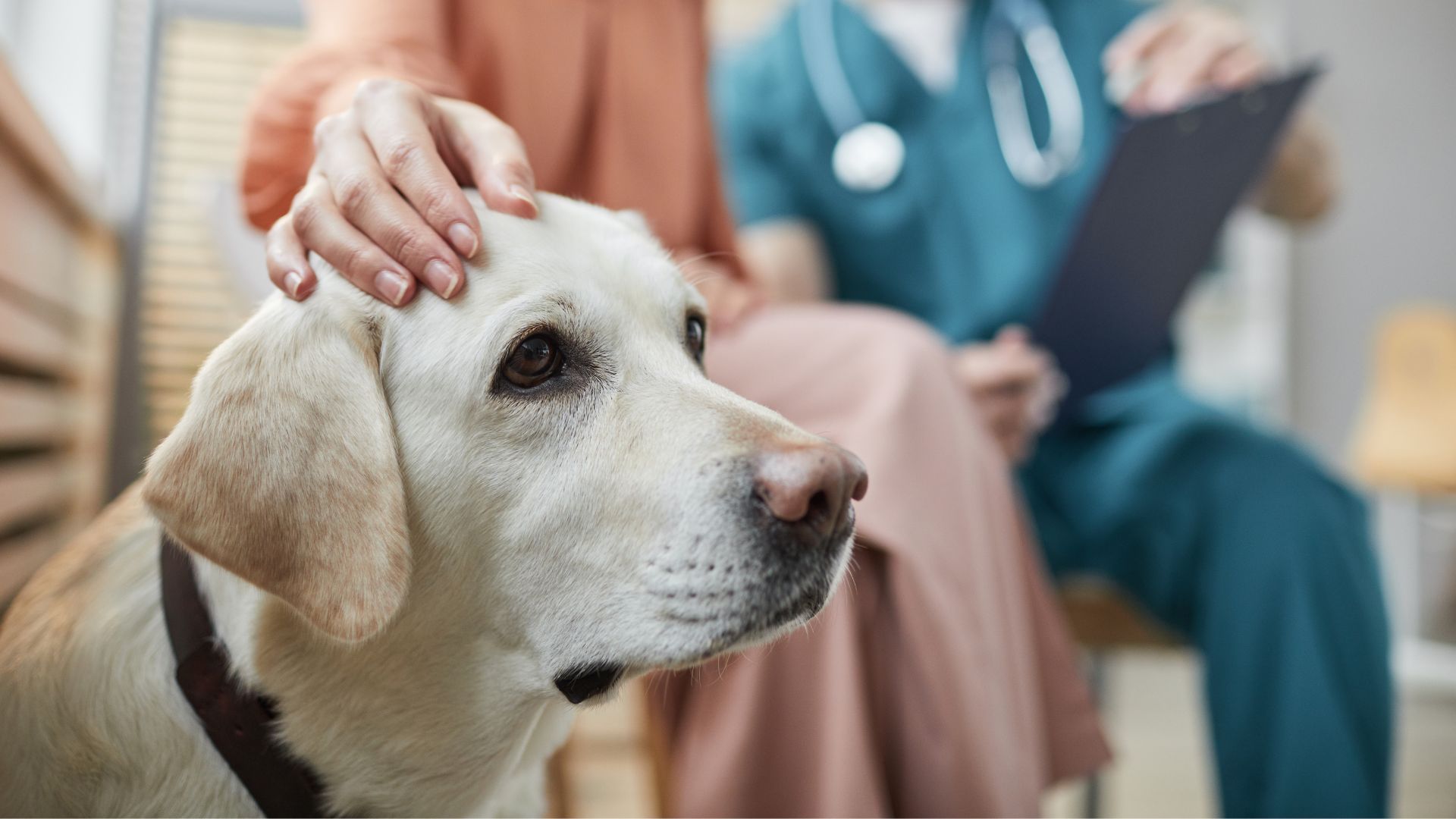 Pet End-of-Life Care In Foxborough, MA | Foxboro Animal