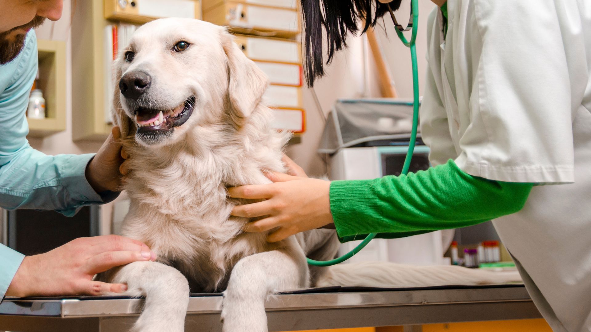 Food Animal Veterinarian Ensuring Health and Productivity in Livestock